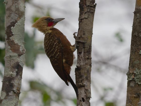 Blondkuifspecht (Celeus flavescens)